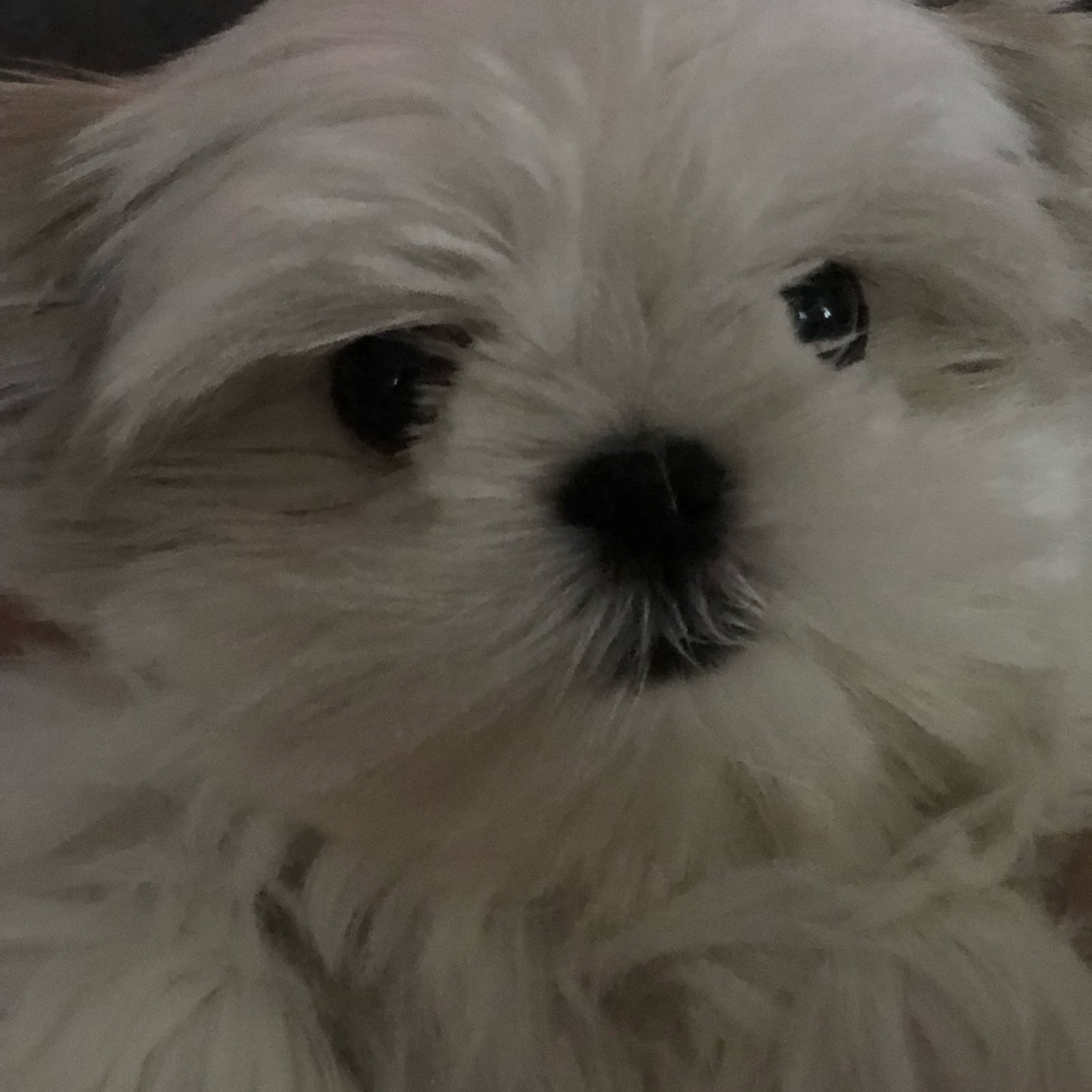 Meet your Posher, Lyubov